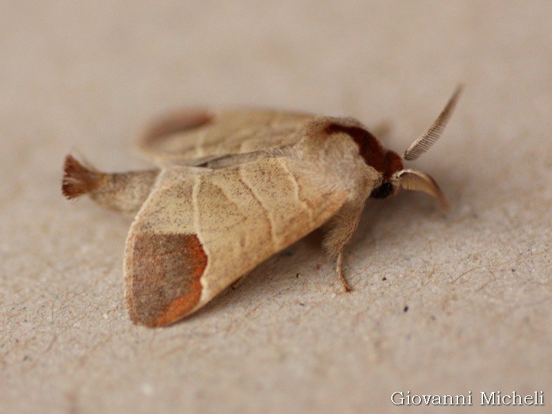 Notodontidae: Clostera curtula